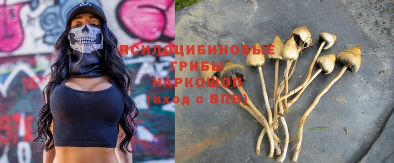 закладка  Подольск  Псилоцибиновые грибы Psilocybe 